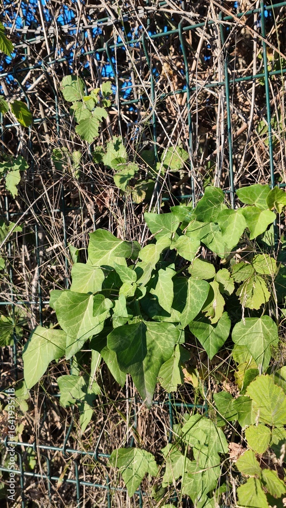 Fototapeta premium Floral Background Close Up Photography