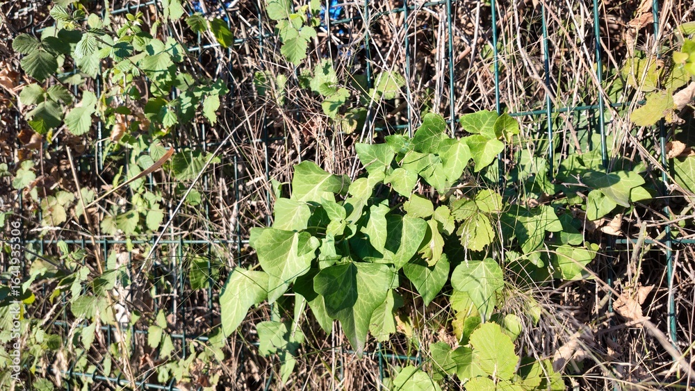 Fototapeta premium Floral Background Close Up Photography 