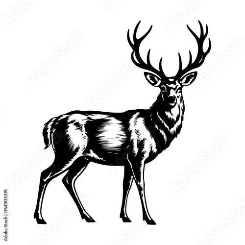 Elegant stag with prominent antlers in a striking black and white illustration deer male deer