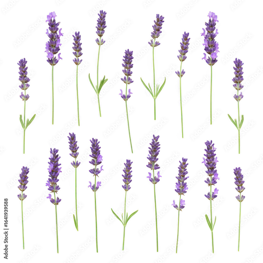 Obraz premium Lavender flower stems floral arrangement isolated on transparent background
