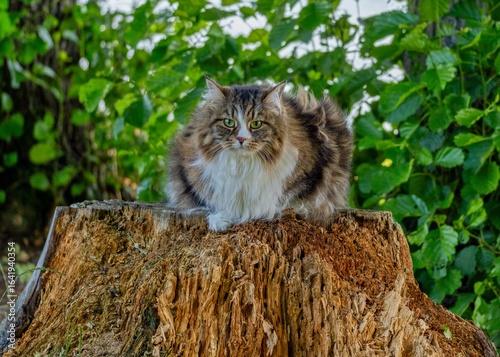 Regal Siberian Feline Alvin Posed on a Tree Stump