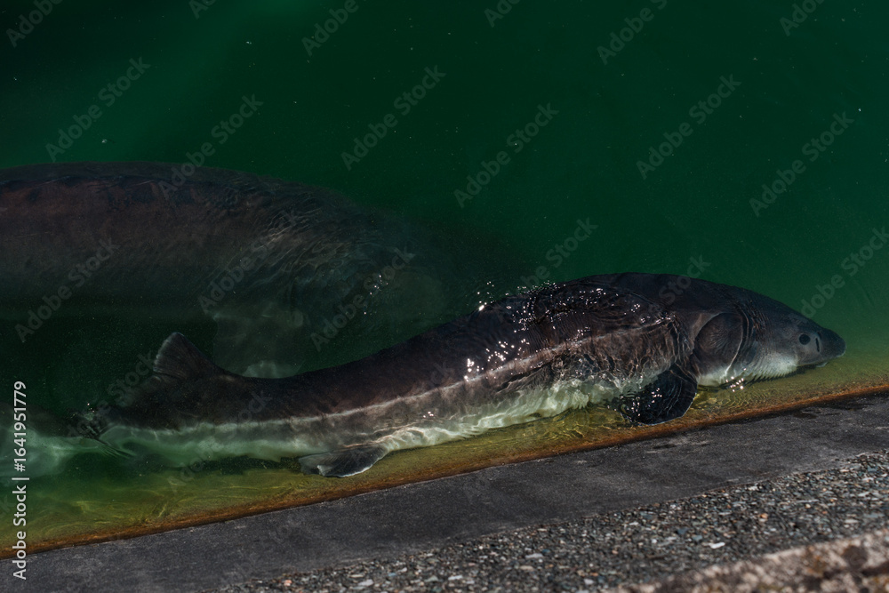 Fototapeta premium Breeding of sturgeon fish, fish factory