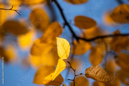 Vibrant golden leaves are captured close-up with the soft focus background of...