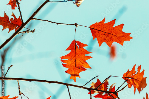 Vibrant autumn leaves hang on branches contrasted sharply against a vivid blu...