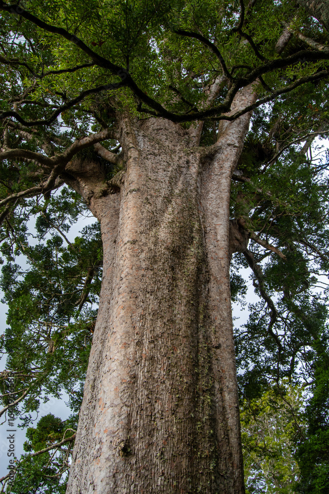 Naklejka premium Majestic Tree Viewed from Below