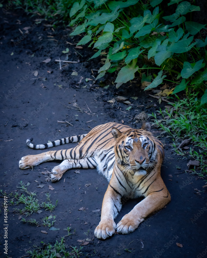 Fototapeta premium A tiger is lying on the shady ground, looking curiously at the camera.