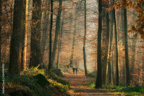 Two people taking a walk on a sunny autumn day in the woodlands. Beautiful forest scenery with a dirt road under tall trees