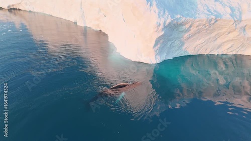 Humpback whales near icebergs from aerial view.
Humpback whale tail dripping water drops in arctic ocean with glaciers. Disko Bay glacier during midnight sun season of polar summer. Greenland