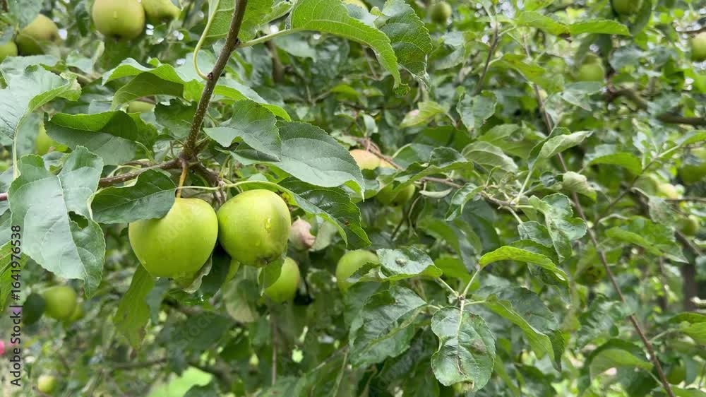 A branch of green apples after the rain swaying in the wind. A branch of green apples after the rain swaying in the wind.