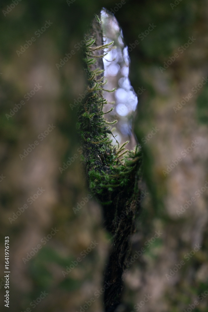 close up of a fern, Le Tampon, Reunion Island close up of a fern, Le Tampon, Reunion Island