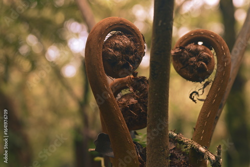 Natural spiral, Le Tampon, Reunion Island