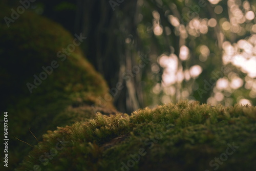 grass in the forest, Le Tampon, Reunion Island