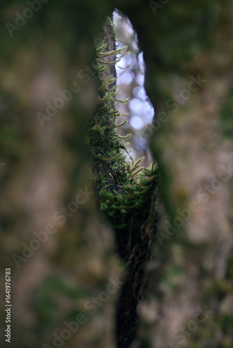 close up of a fern, Le Tampon, Reunion Island