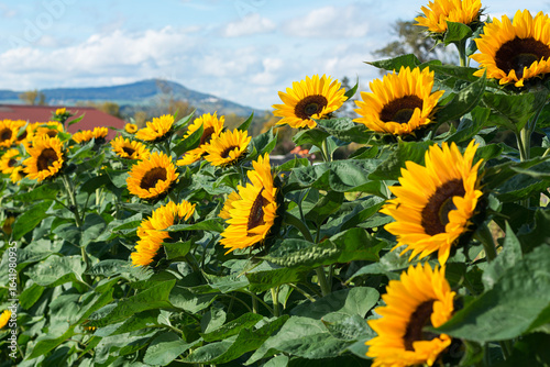 The field with yellow sunflowers in Switzerland. Sunny autumn day in Europe with sunflowers and mountains in the horizon.