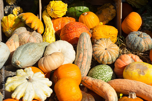 Many colorful pumpkins in the sunlight. Usual market with many pumpkins in the autumn. Halloween time