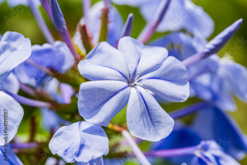 Foto Jazmín del cielo, Celestina, Plumbago