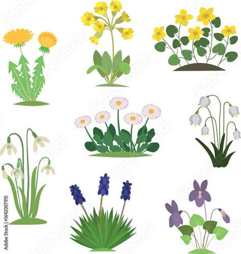 Botanical set with cartoon spring flowers isolated on white background.