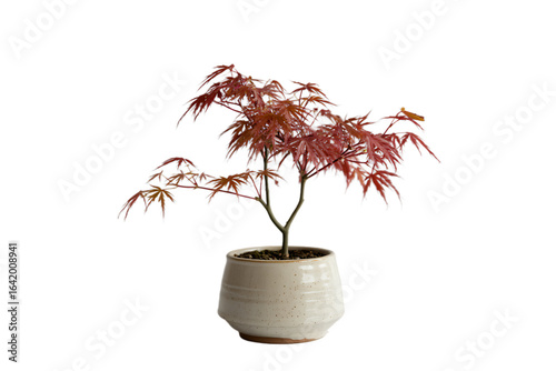 Close up of a small japanese maple tree in a white ceramic pot on black background
