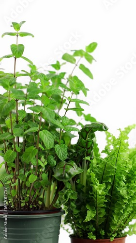Extreme close-up of a vibrant, dew-kissed green basil leaf, then a slow vertical pan revealing lush mint, swiss chard, and a fern against a soft white bokeh background, concept of natural growth and