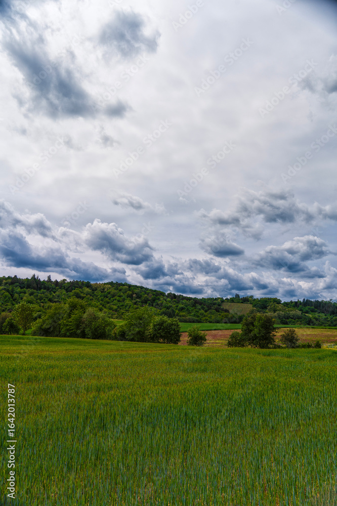 Fototapeta premium Field, forest, clouds