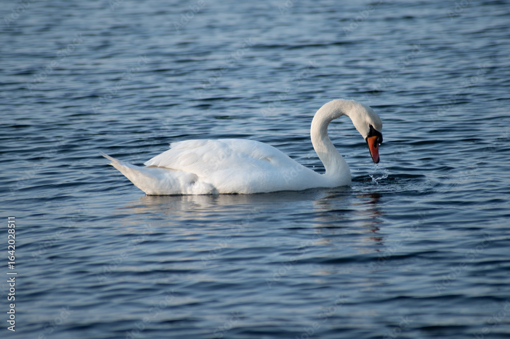 Fototapeta premium Schwan schwimmt auf der Ostsee im Meer 9
