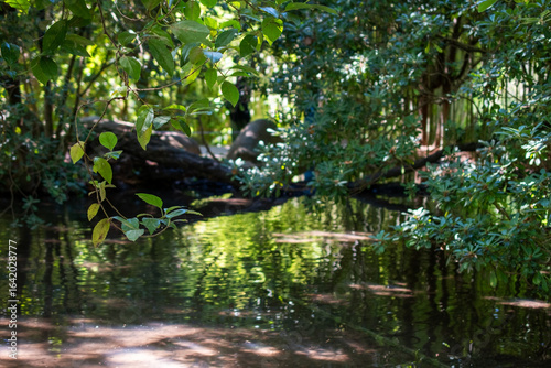 Serene Waterside Scene Lush Foliage and Reflections