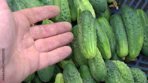 Worker picking and putting fresh green cucumbers in a box. Harvest concept.