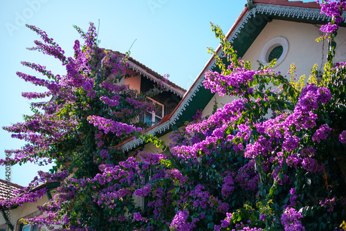 Fototapeta Naklejka Na Ścianę i Meble -  Vibrant purple bougainvillea cascading over a building's facade