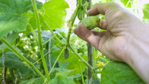 A plucked cucumber in the hands of a farmer. Freshly picked cucumber near rows of cucumber bushes.