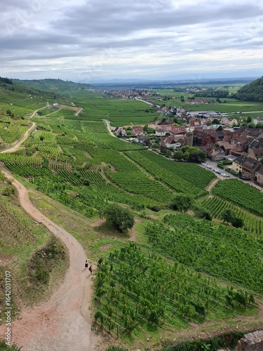 Vineyards in the Alsace region, close to Kaysersberg, France