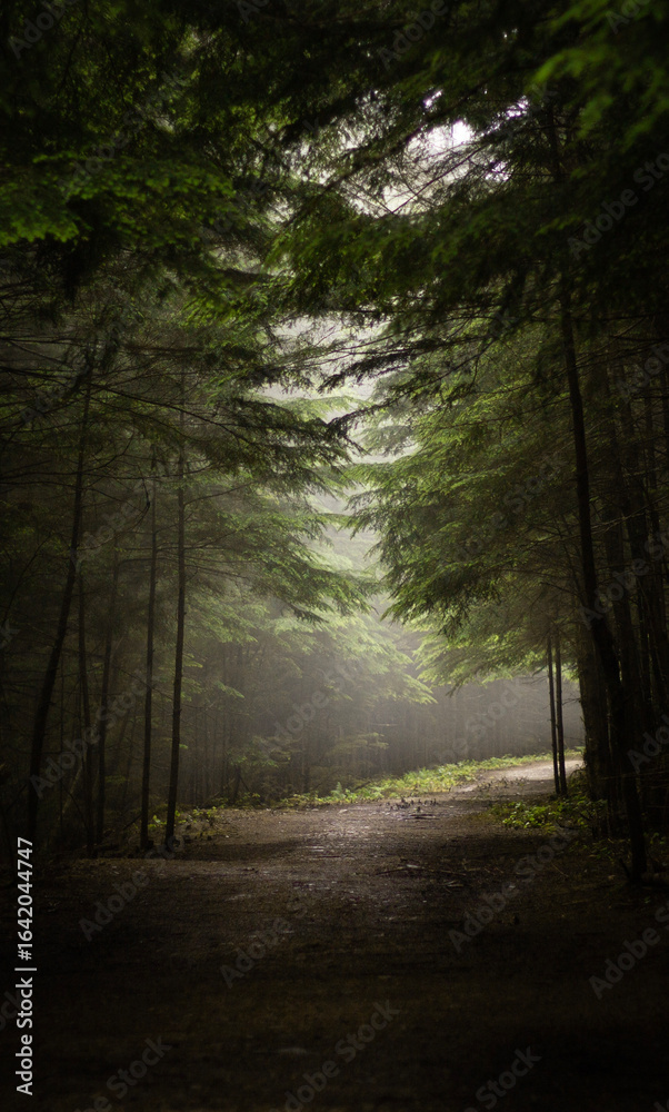 Fototapeta premium Morning sun rays through foggy forest canopy