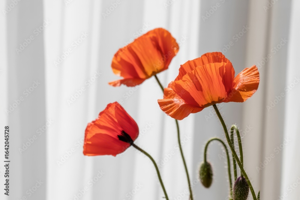 Fototapeta premium Vibrant orange poppies bloom against a softly lit backdrop