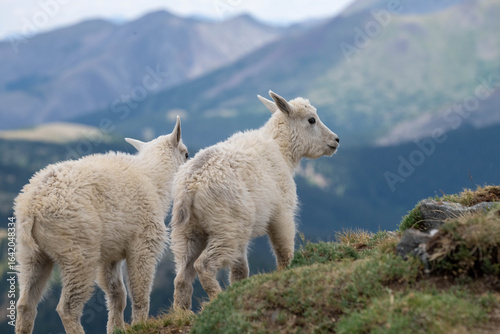 Baby mountain goats