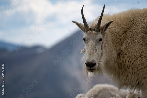 mountain goat on a rock