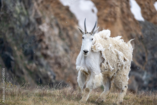 Mountain goat mountains