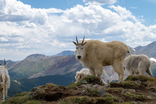 mountain goat in the mountains