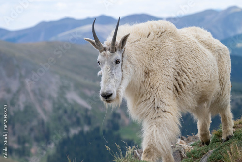 mountain goat on a meadow