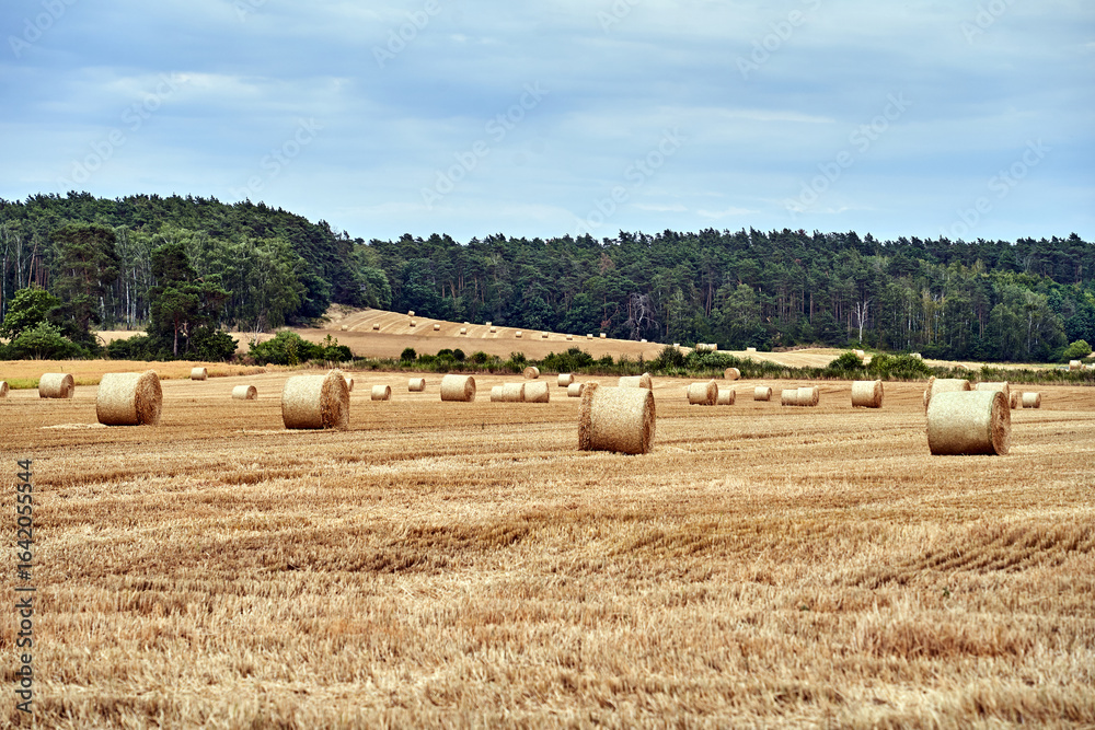Fototapeta premium Rural landscape with a forest and straw bales in a field in summer after harvest