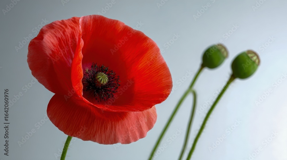 Obraz premium Striking Red Poppy Flower Blossom with Green Seed Pods Against a Neutral Background, Close-up