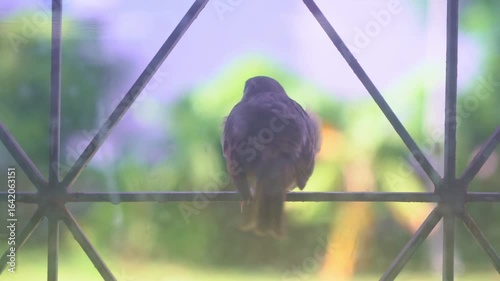 Bird on Window Sill with Soft Background