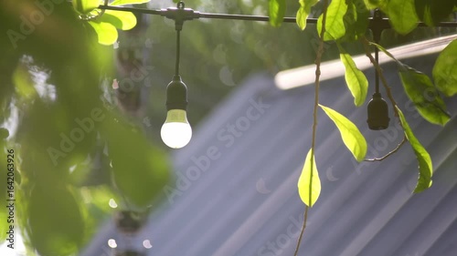 Soft Light Decorates Green Leaves Outdoors
