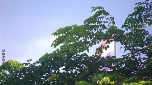 Green Leaves Against Bright Blue Sky