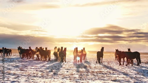 Herd of wild horses gathering at sunrise in a snowy field