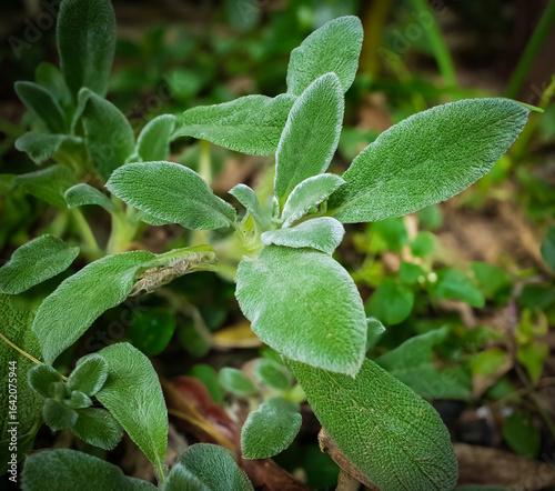 leaves of goldfish Stachys byzantina, panc in vegetable garden