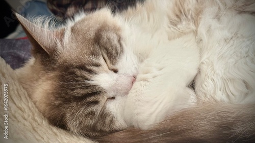 Plakat w ramie Kot, Ragdoll