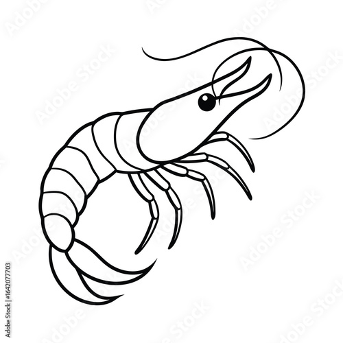 detailed shrimp outline vector illustration on white background 