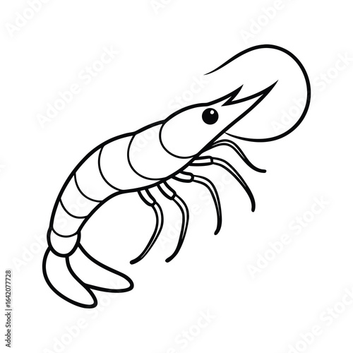 detailed shrimp outline vector illustration on white background 