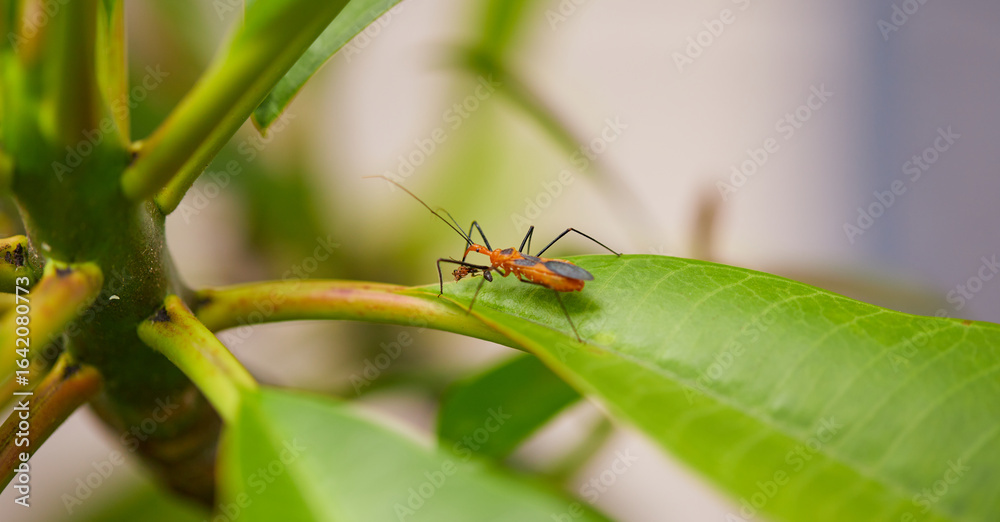 Naklejka premium Orange assassin bug feeding on a wasp!