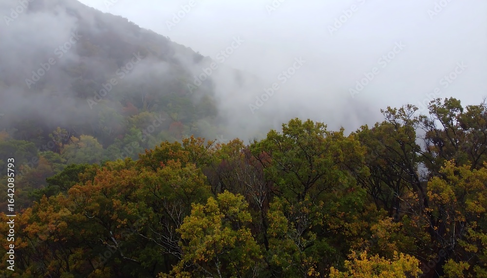 Fototapeta premium Autumn forest misty mountain landscape