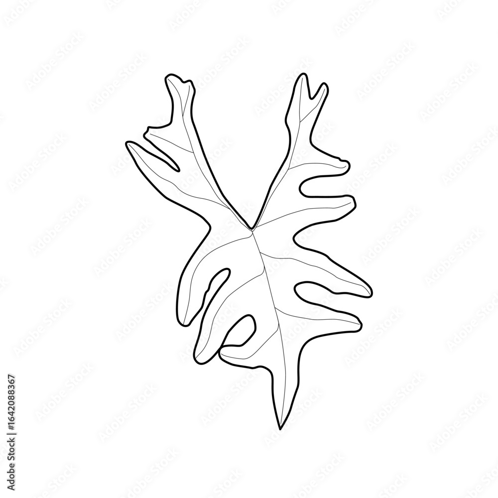 Obraz premium Black outline leaf of alocasia tandurusa. Isolated black line exotic leaf of alocasia jacklyn on white background